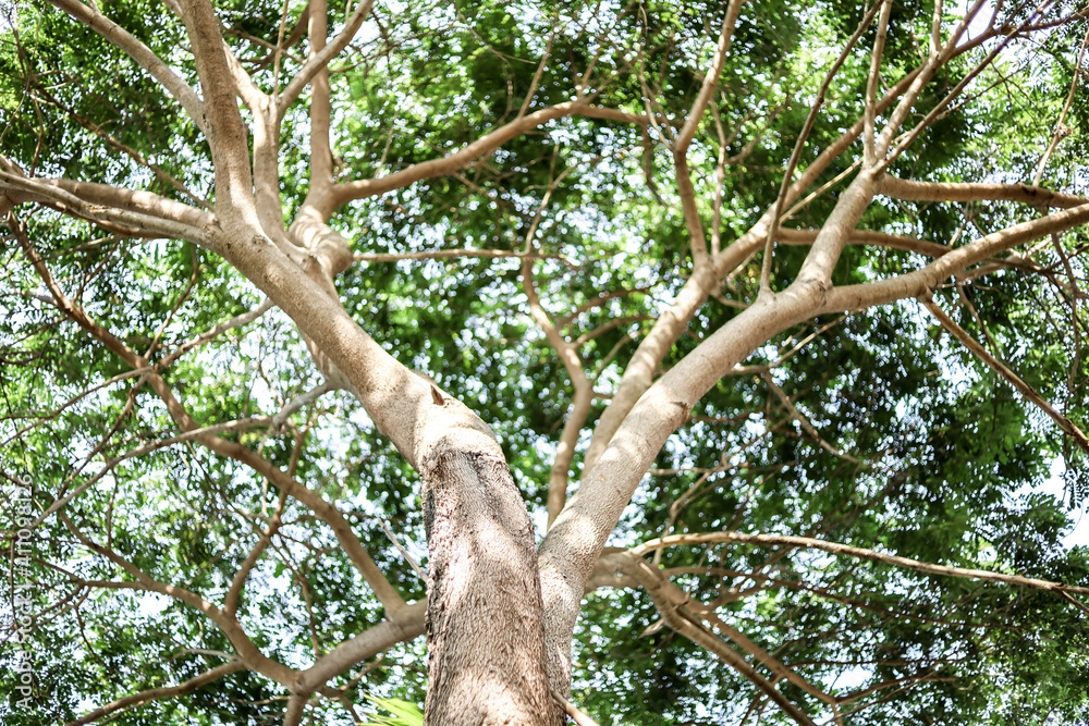 Bokeh shot from under the large olive tree, the large olive tree shade the afternoon sun. Bokeh shot from under the large olive tree, the large olive tree shade the afternoon sun.