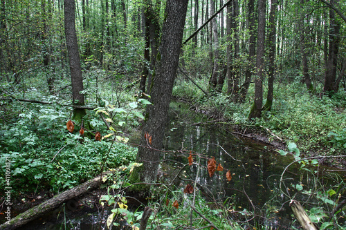 Summer cloudy morning. On the damp place with a large amount of water the dark deciduous alder wood grows. photo