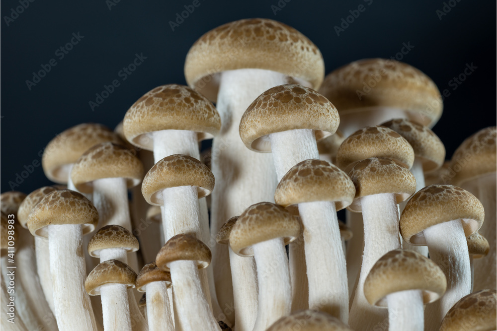 Artificially cultivated brown beech mushroom (Hypsizygus marmoreus) Artificially cultivated brown beech mushroom (Hypsizygus marmoreus)