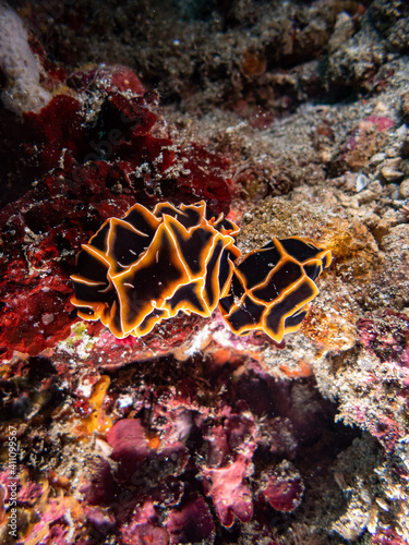 Reticulidia halgerda is a species of sea slug, a dorid nudibranch, a shell-less marine gastropod mollusk in the family Phyllidiidae, Philippines.  Underwater photography and travel. photo