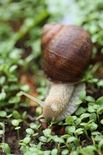 Snail on a green leaf close-up. Snail mucus. Snail mucin.Large brown snail on microgreen clover on garden background.Snail bio extract. An ingredient in cosmetics. Insects in the garden
