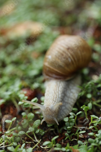 Snail on a green leaf . Snail mucus. Snail mucin.Large brown snail on microgreen clover on blurred garden background.Snail bio extract. An ingredient in cosmetics. Insects in the garden