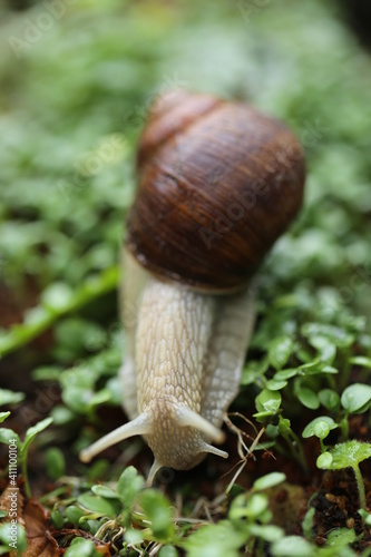 Snail on a green leaf close-up. Snail mucus. Snail mucin.Large brown snail on microgreen clover on blurred garden background.Snail bio extract. An ingredient in cosmetics. Insects in the garden