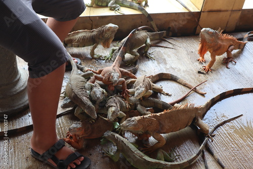 feeding iguana with green leaf