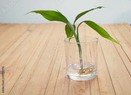 Lucky Bamboo cutting in water - Dracaena sanderiana. How to take care of lucky bamboo concept photo