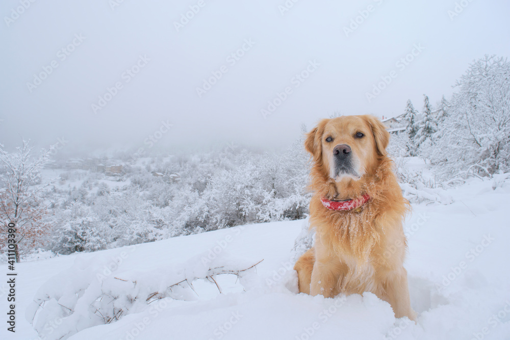 Golden Retriever nella neve 