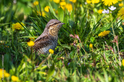 Wendehals (Jynx torquilla) photo