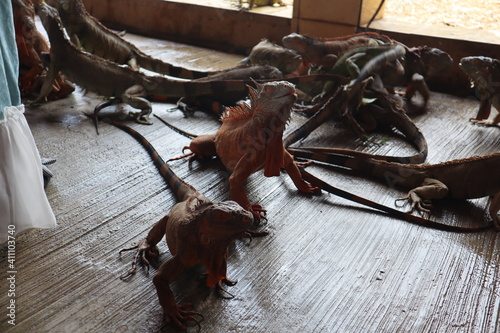 red iguana also known as the American iguana is a lizard reptile in the genus Iguana in the iguana family. And in the subfamily Iguanidae.