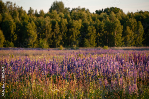 Lupine field in the early morning. Summer  warm  dawn  sunny day.