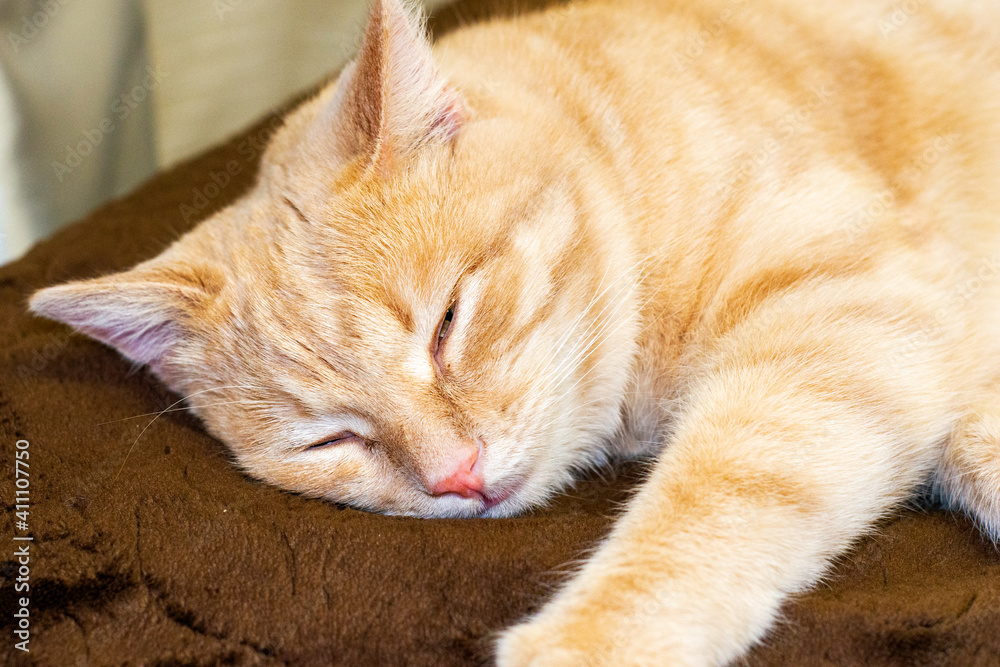 sleeping on the couch red cat close up