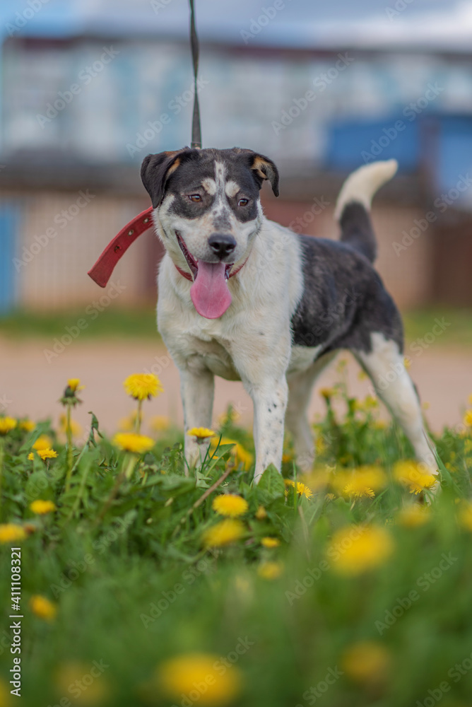 Homeless dog on a leash in the grass with dandelions.