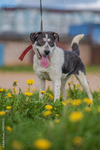 Homeless dog on a leash in the grass with dandelions.