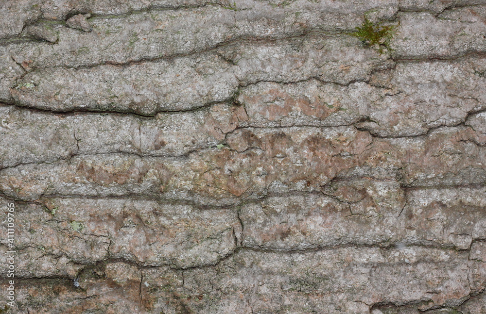 Natural woody background. Tree bark close up. 