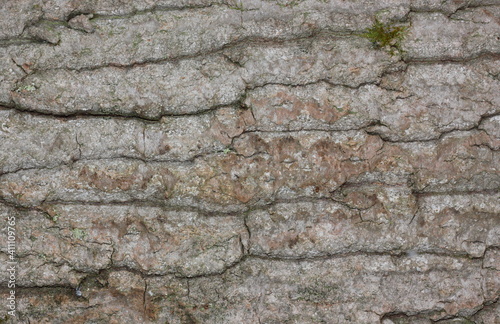 Natural woody background. Tree bark close up. 