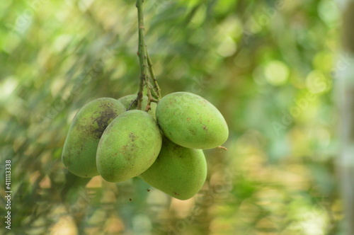 Green coloured mangos on the tree hanging with blurred green background.