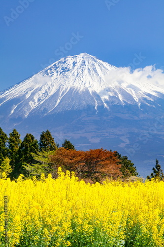 春の装い・富士山と菜の花に似たからし菜 静岡県富士宮市にて