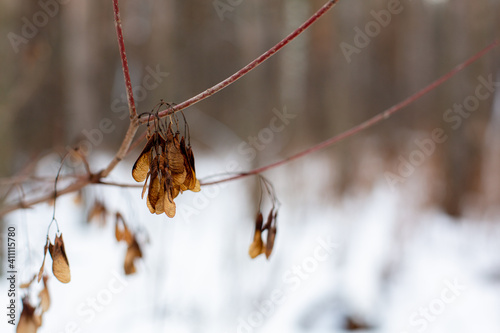 leaves on a branch