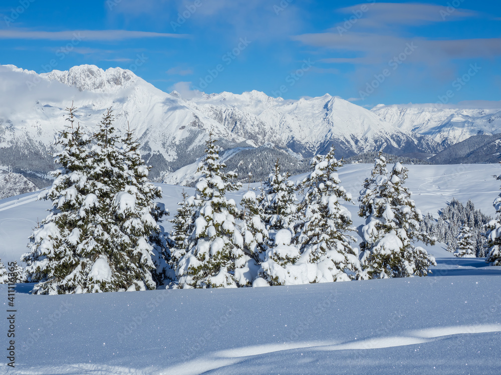 Fototapeta premium Amazing view of a group of isolated pine trees covered by fresh snow after snowfall. Alpine and winter contest. Wonderful landscape. Freedom and peaceful contest
