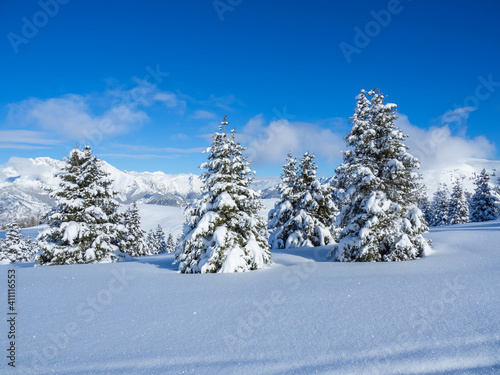 Amazing view of a group of isolated pine trees covered by fresh snow after snowfall. Alpine and winter contest. Wonderful landscape. Freedom and peaceful contest © Matteo Ceruti