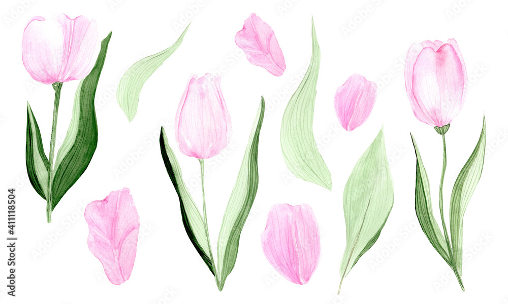 Set of watercolor tulips illustrations. 