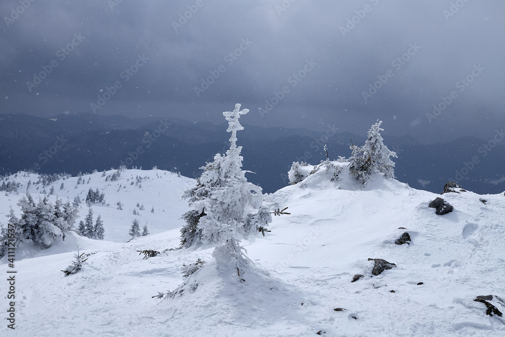 Snow is falling over pine trees in the Rhodope Mountain, Bulgaria
