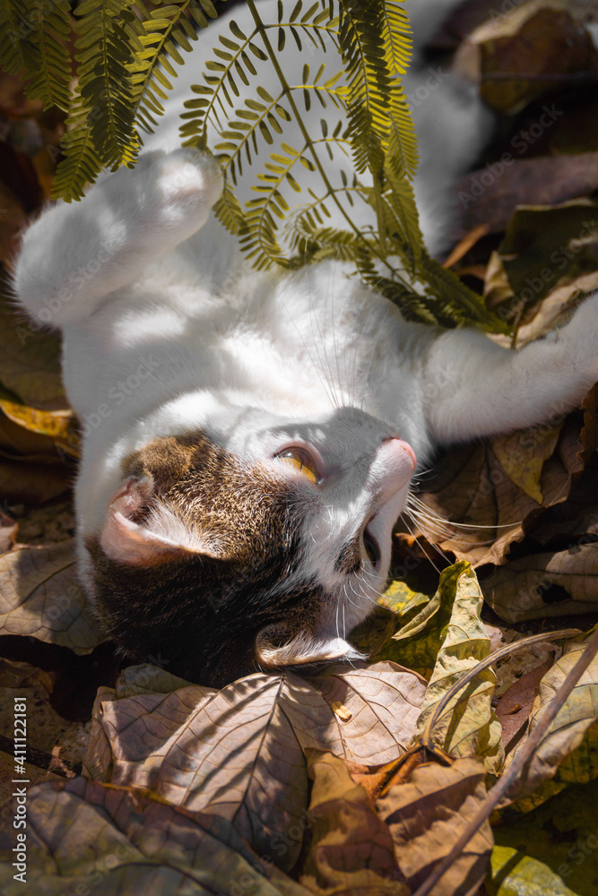 A beautiful white cat is resting lying in yellow leaves. Vertical photo A beautiful white cat is resting lying in yellow leaves. Vertical photo