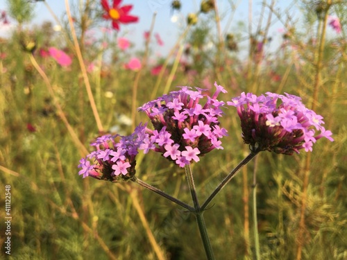 Fototapeta Naklejka Na Ścianę i Meble -  flowers in the field