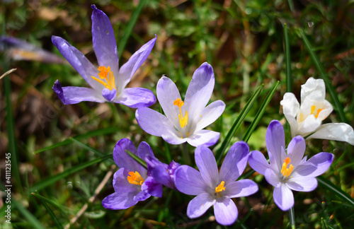 spring crocus flowers under the rays of the sun