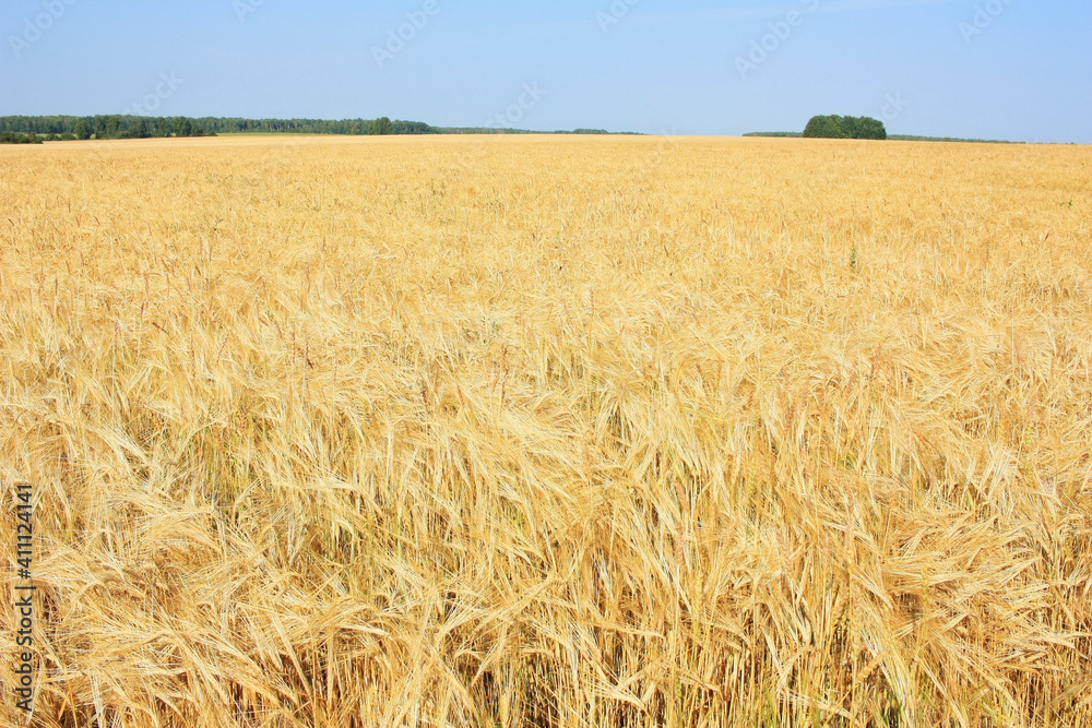 Golden ears of wheat on the field Golden ears of wheat on the field