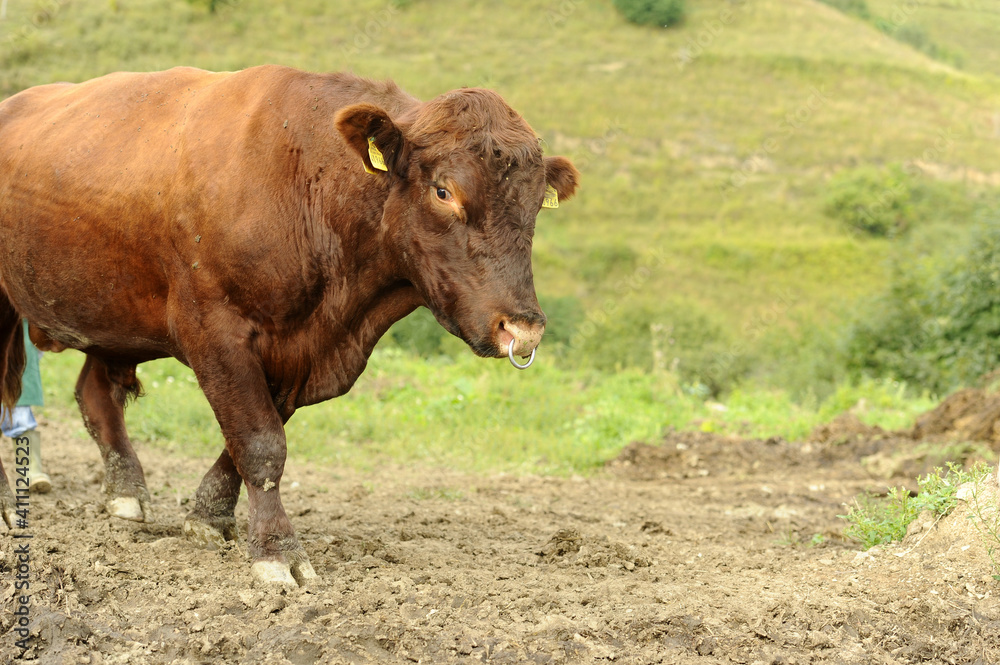 Organic raised cow while chewing on the farm at the foot of the hill. Farm bio. Organic raised cow while chewing on the farm at the foot of the hill. Farm bio.