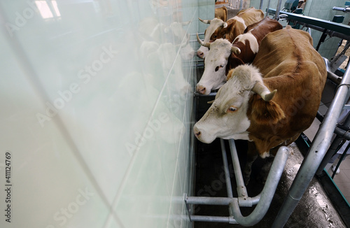 Organic raised cows while eating hay. Organic cow farm. day photo indoors. photo