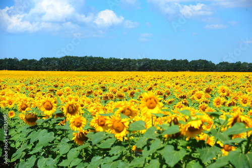 Sunflower field on a beautiful summer day. day photo.