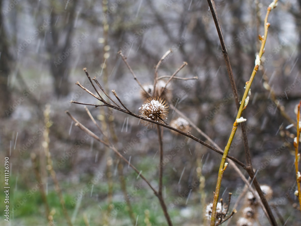 the thorns of the thistles spring close-up the thorns of the thistles spring close-up