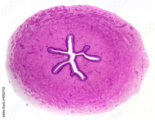 Bull ureter cross-section - permanent microscope slide (stained by haematoxylin-eosin) photo