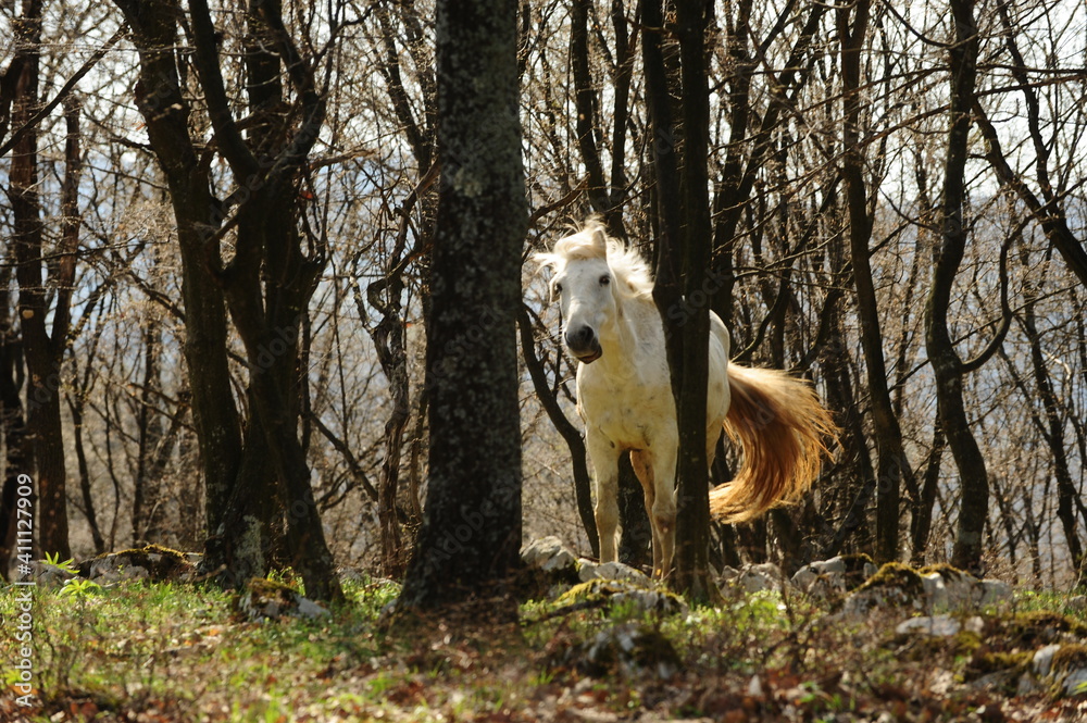 Obraz premium Wild white horse caught in Letea Forest, Romania. Horse among the trees, day photo.