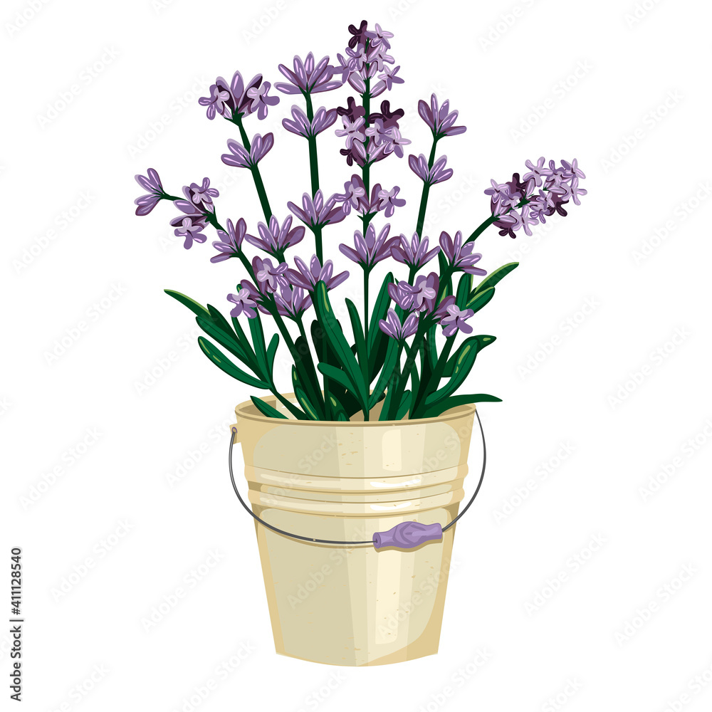 iron bucket with lavender. EPS vector graphics