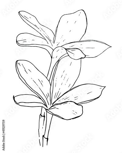 Plumeria flowers isolated on white background. Liner sketch. Blooming plant. Vector stock illustration.