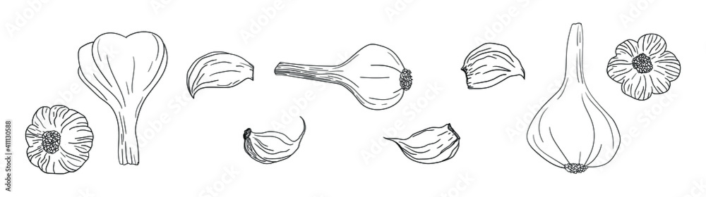 Garlic hand drawn sketch vector illustration set. Isolated Vegetable, clove, bulb. Doodle vegetarian food drawing. Farm market product. Great for menu, label, icon Garlic hand drawn sketch vector illustration set. Isolated Vegetable, clove, bulb. Doodle vegetarian food drawing. Farm market product. Great for menu, label, icon