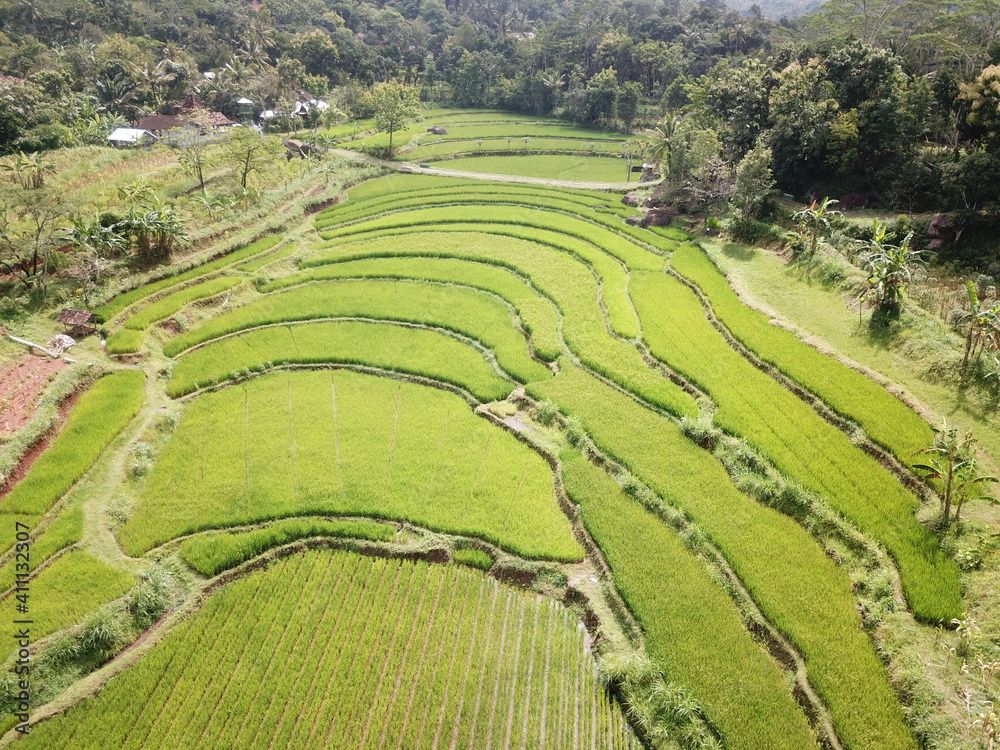 Beautiful view from above, terraced rice fields in the village of Nglanggeran Gunungkidul, Yogyakarta