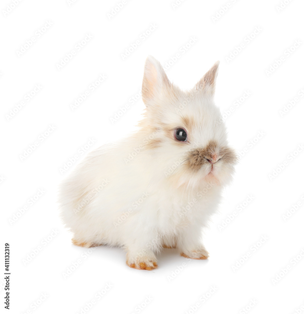 Cute fluffy rabbit on white background