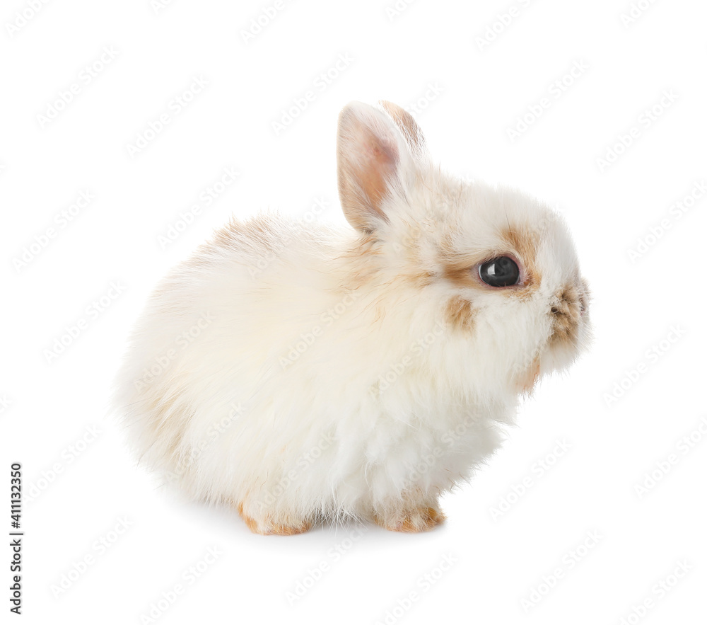 Cute fluffy rabbit on white background Cute fluffy rabbit on white background
