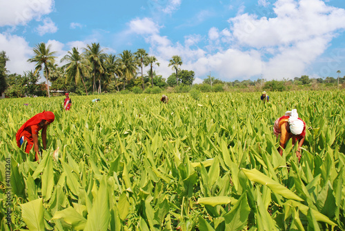 Photography Tobacco farming South India