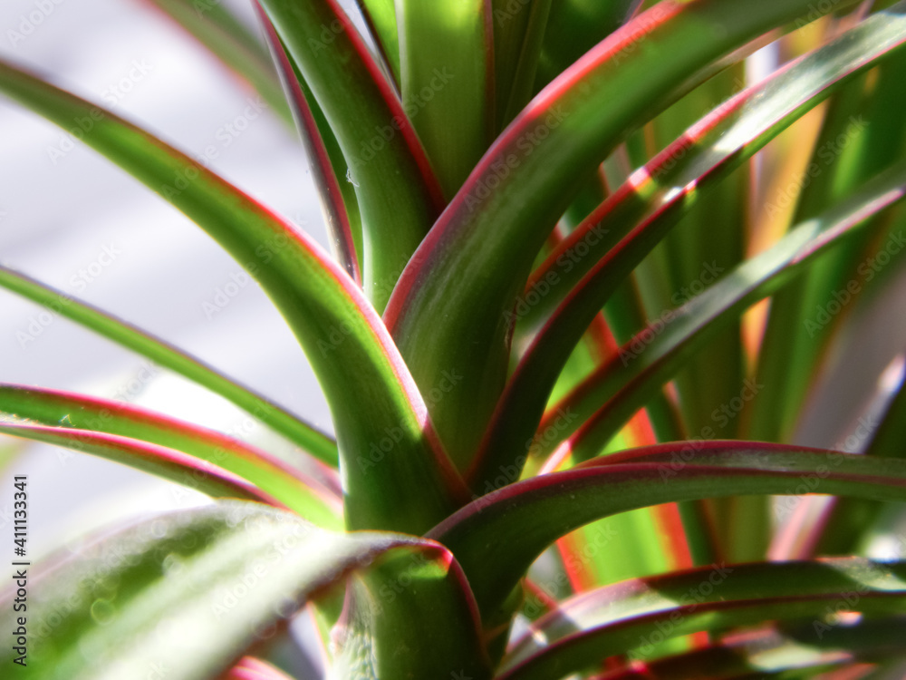 sunlight plays in the juicy colorful leaves of a house palm close-up sunlight plays in the juicy colorful leaves of a house palm close-up