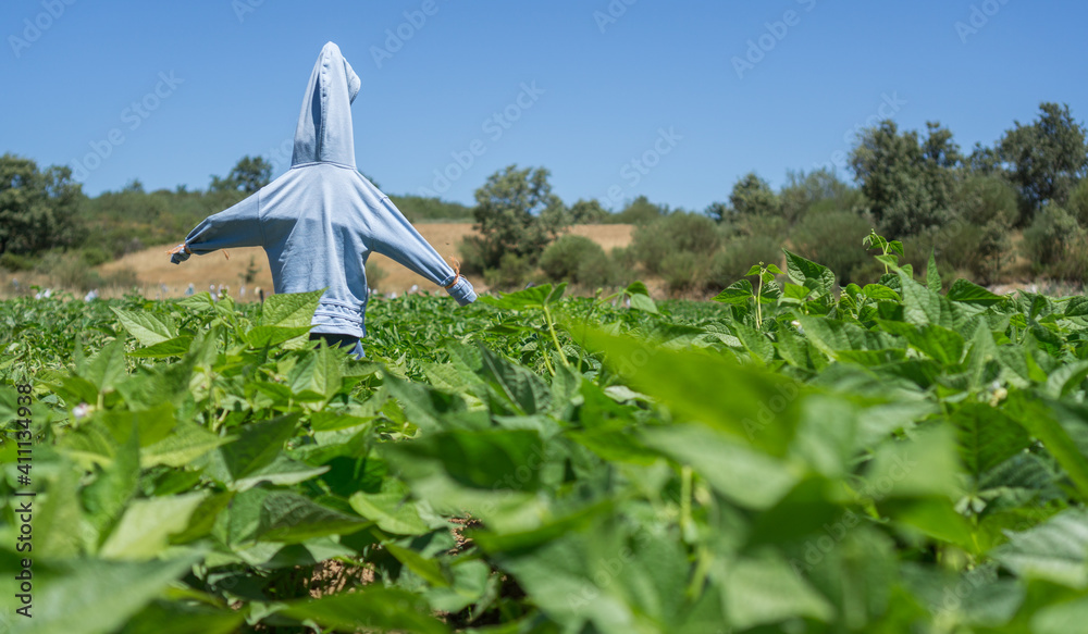 Scarecrow over potato platation leafs