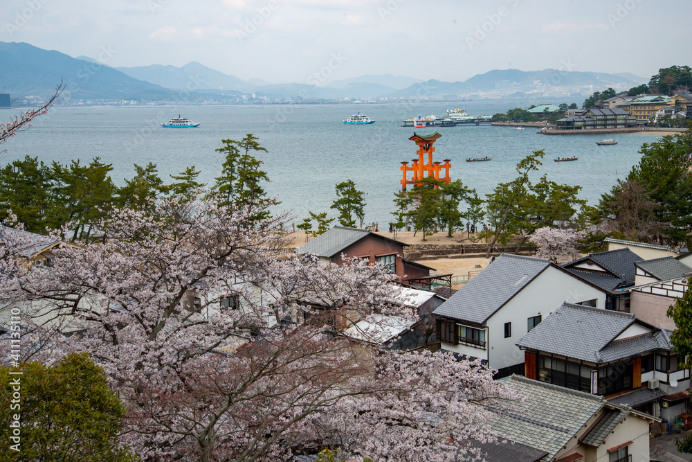 Fototapeta premium 世界遺産 宮島の桜
