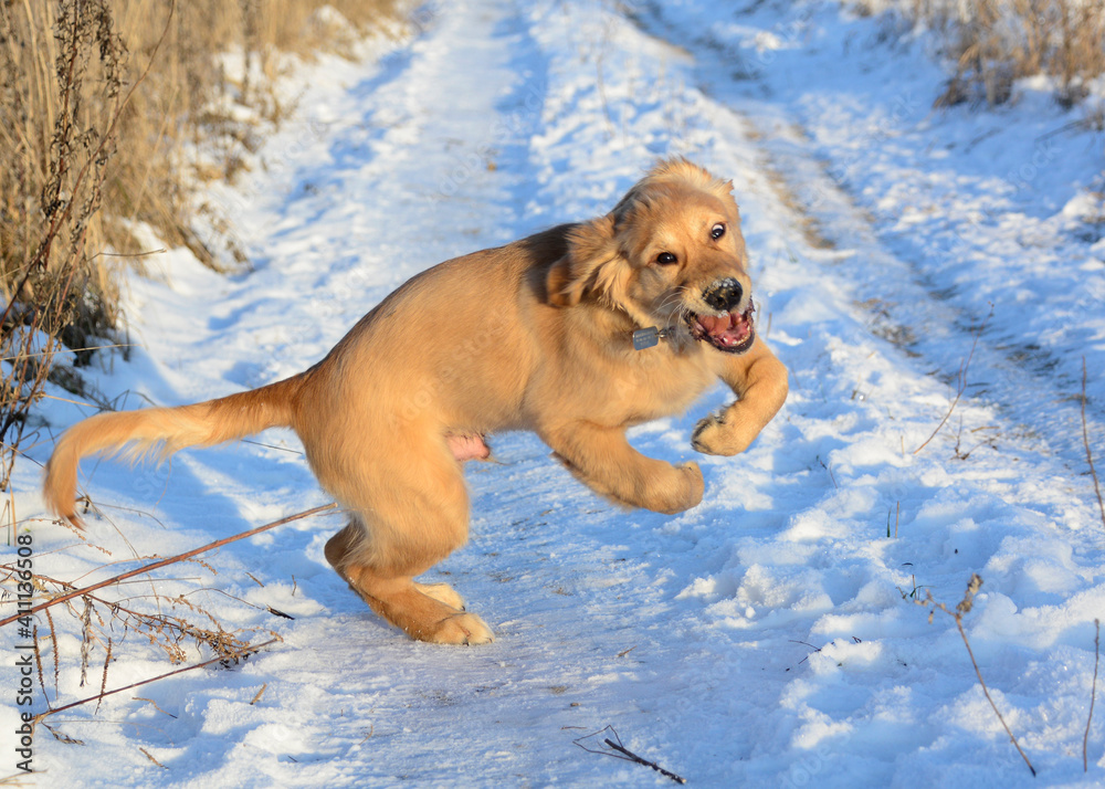 golden retriever in the snow