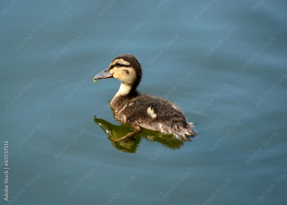 duckling in the water duckling in the water