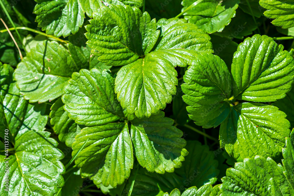 Green background of strawberry leaves. Waiting for the harvest. Natural pettern Green background of strawberry leaves. Waiting for the harvest. Natural pettern