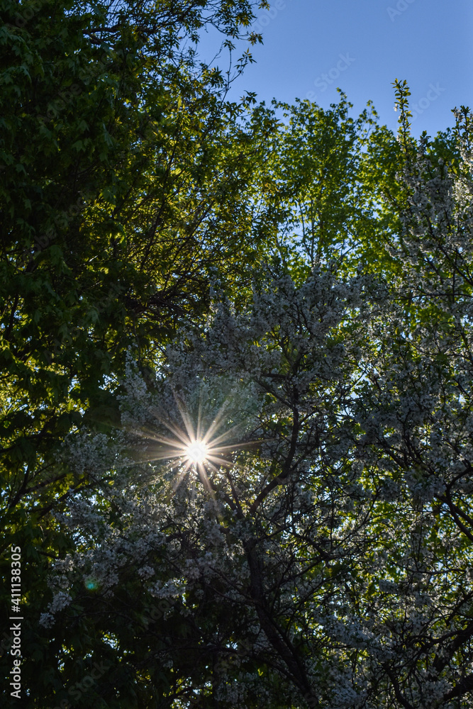 dawn in the spring flowering garden dawn in the spring flowering garden
