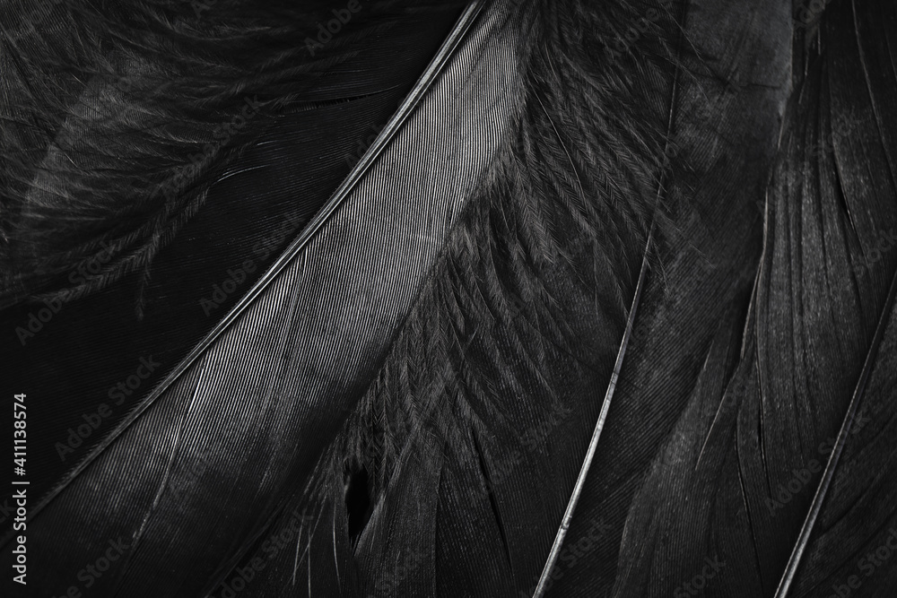 Obraz premium Macro photo of black bird feathers texture background. feather dark backdrop. wallpaper.